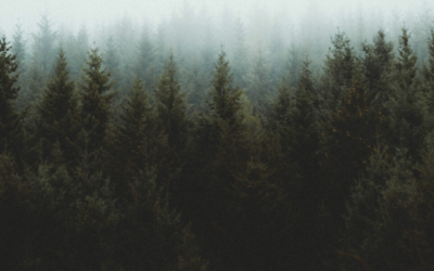 J.M. Rodgers’ 2024 Green Initiatives: A Year of Impact and Sustainability
