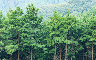 J.M. Rodgers’ 2025 Green Initiatives: Growing Impact, Shrinking Footprint