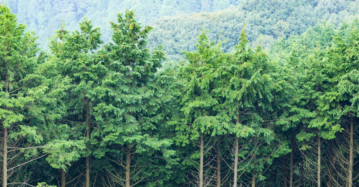 J.M. Rodgers’ 2025 Green Initiatives: Growing Impact, Shrinking Footprint