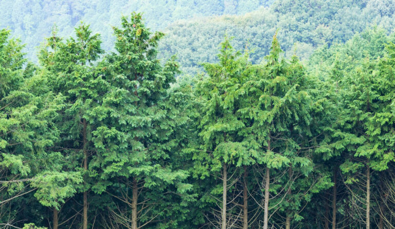 J.M. Rodgers’ 2025 Green Initiatives: Growing Impact, Shrinking Footprint