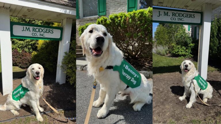 Golden Retriever under a J.M. Rodgers signs wearing a green therapy dog vest.